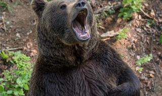 四川一棕熊凌晨在马路奔跑 四川一棕熊凌晨在马路奔跑