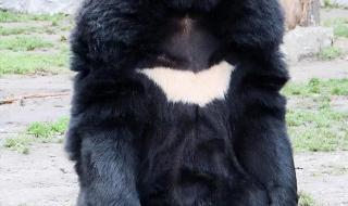 四川一棕熊凌晨在马路奔跑 四川一棕熊凌晨在马路奔跑