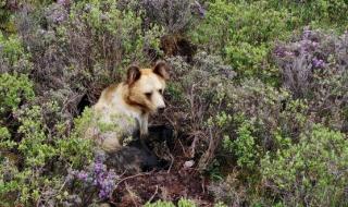 四川一棕熊凌晨在马路奔跑