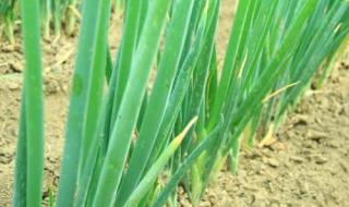 吹牛吹的是牛的哪个部位 吹牛吹的是牛的哪个部位