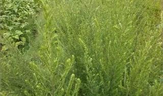 怎么治疗好过敏性哮喘 内蒙古过敏性哮喘患者激增 怎么治疗好过敏性哮喘 内蒙古过敏性哮喘患者激增