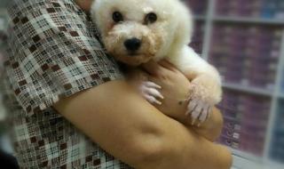 小狗学叫的真正结局 小狗学叫的真正结局